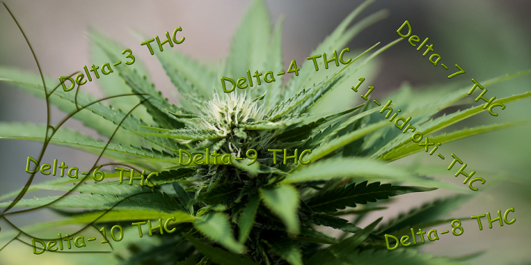 Câte forme de THC există?