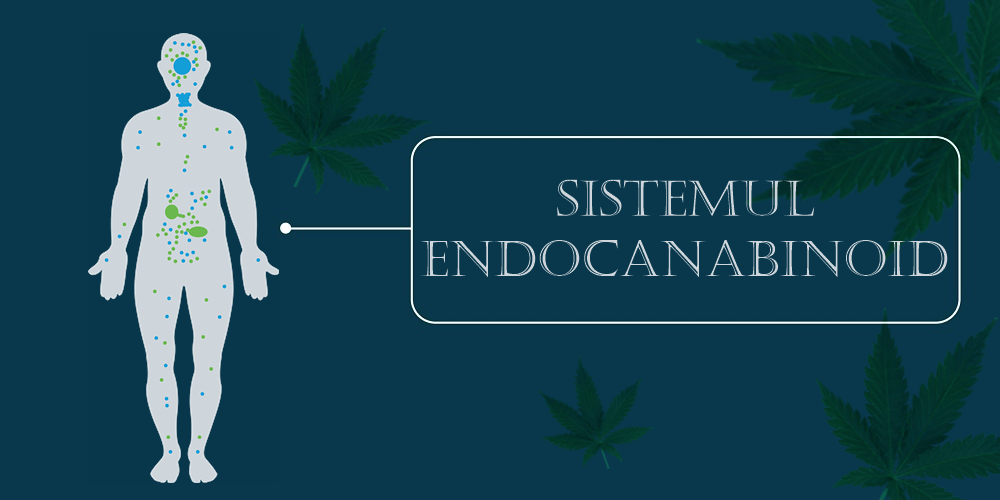 Cum îți echilibrezi sistemul endocanabinoid
